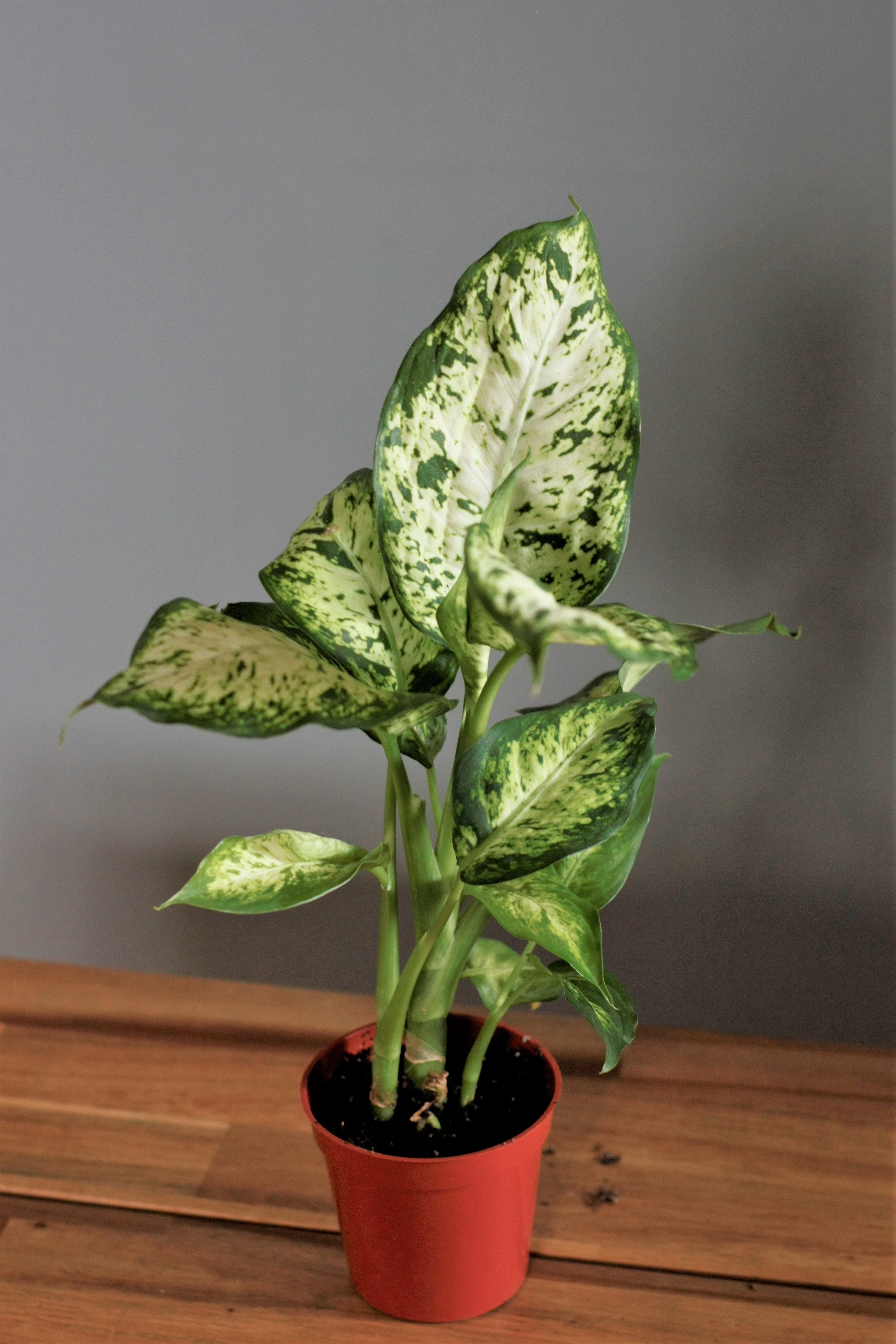 Dieffenbachia sparkle | Plantitas